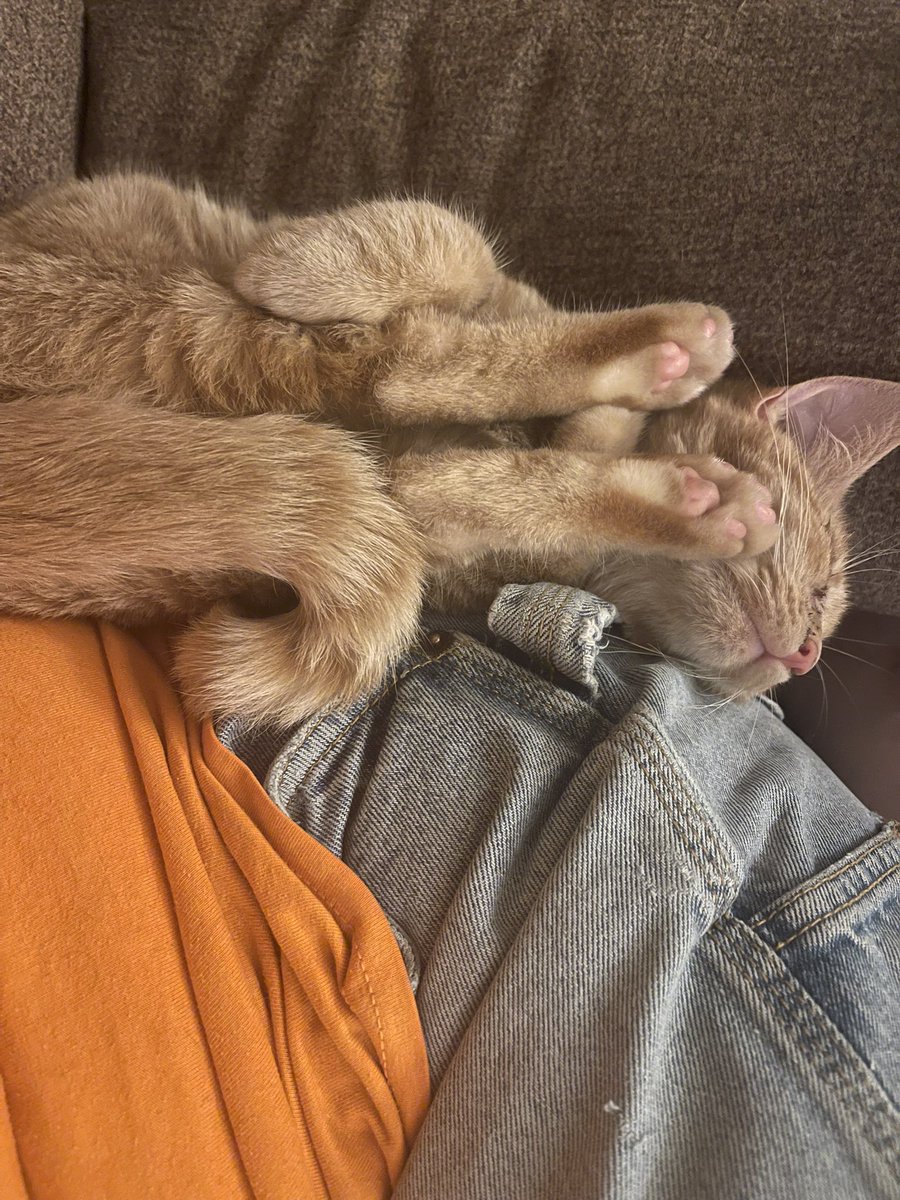 garlander tweet media