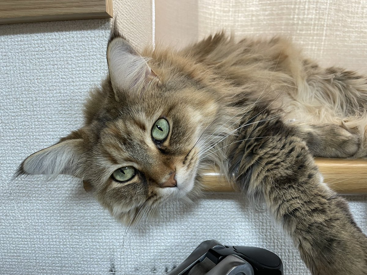 ちょすてぃー tweet media