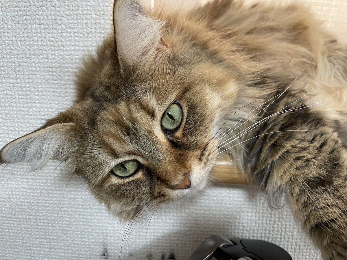 ちょすてぃー tweet media