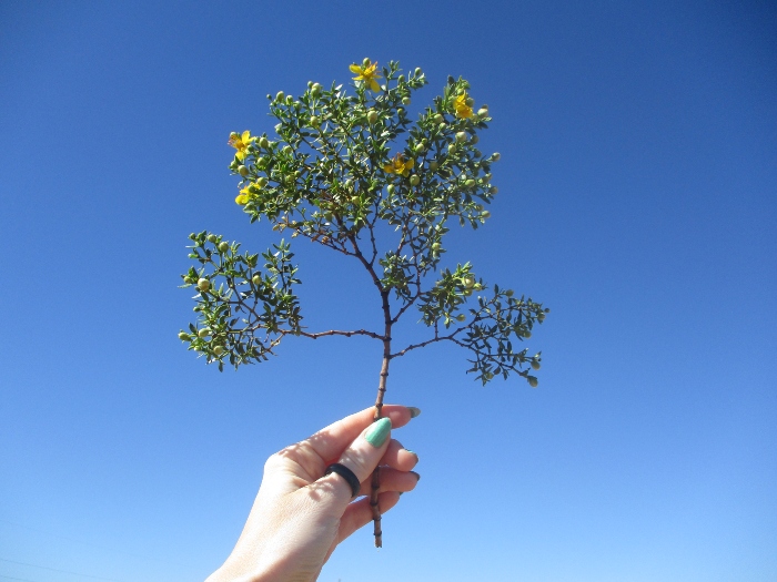 Shelly Shellaqua tweet media