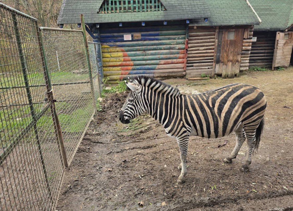 حامد (البوسنة) tweet media