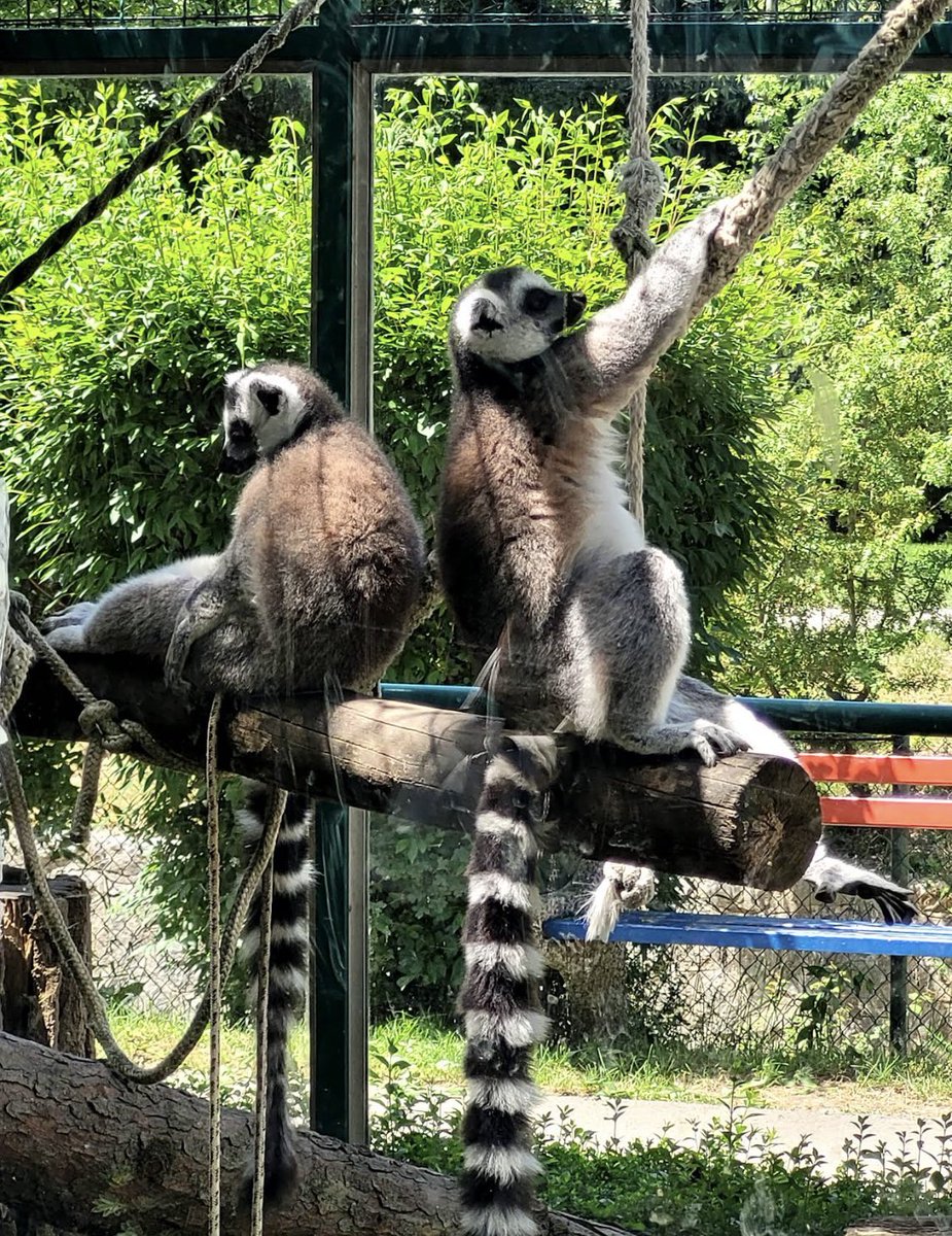 حامد (البوسنة) tweet media