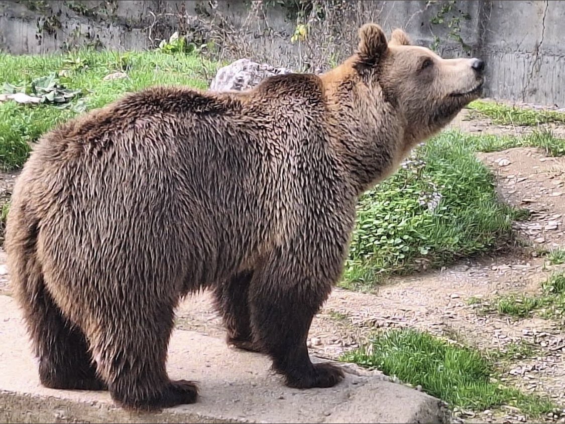 حامد (البوسنة) tweet media