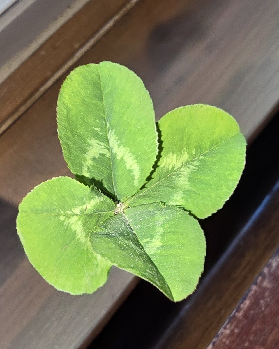 Donnie77127's tweet photo. #5 for today! #4leafclover https://t.co/EDxJeLIzgP