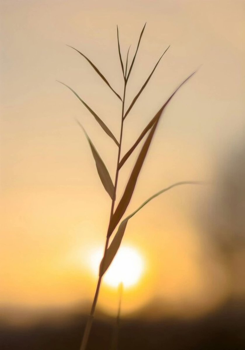 يَتعَافى المرءُ باللهِ، 
وبكَرمِ الله، وسِتر الله، ونُور الله❤️
