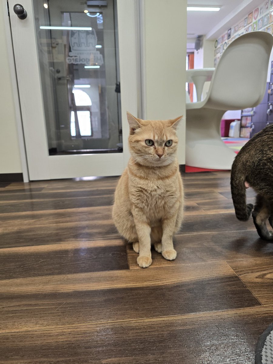Fuuchanmao's tweet photo. じっとおやつ待ち #保護猫カフェ #猫カフェ #ミャゴラーレ #miagolare #猫 #中野 #新中野 #野乃ちゃん https://t.co/Vm7cCrLEPj