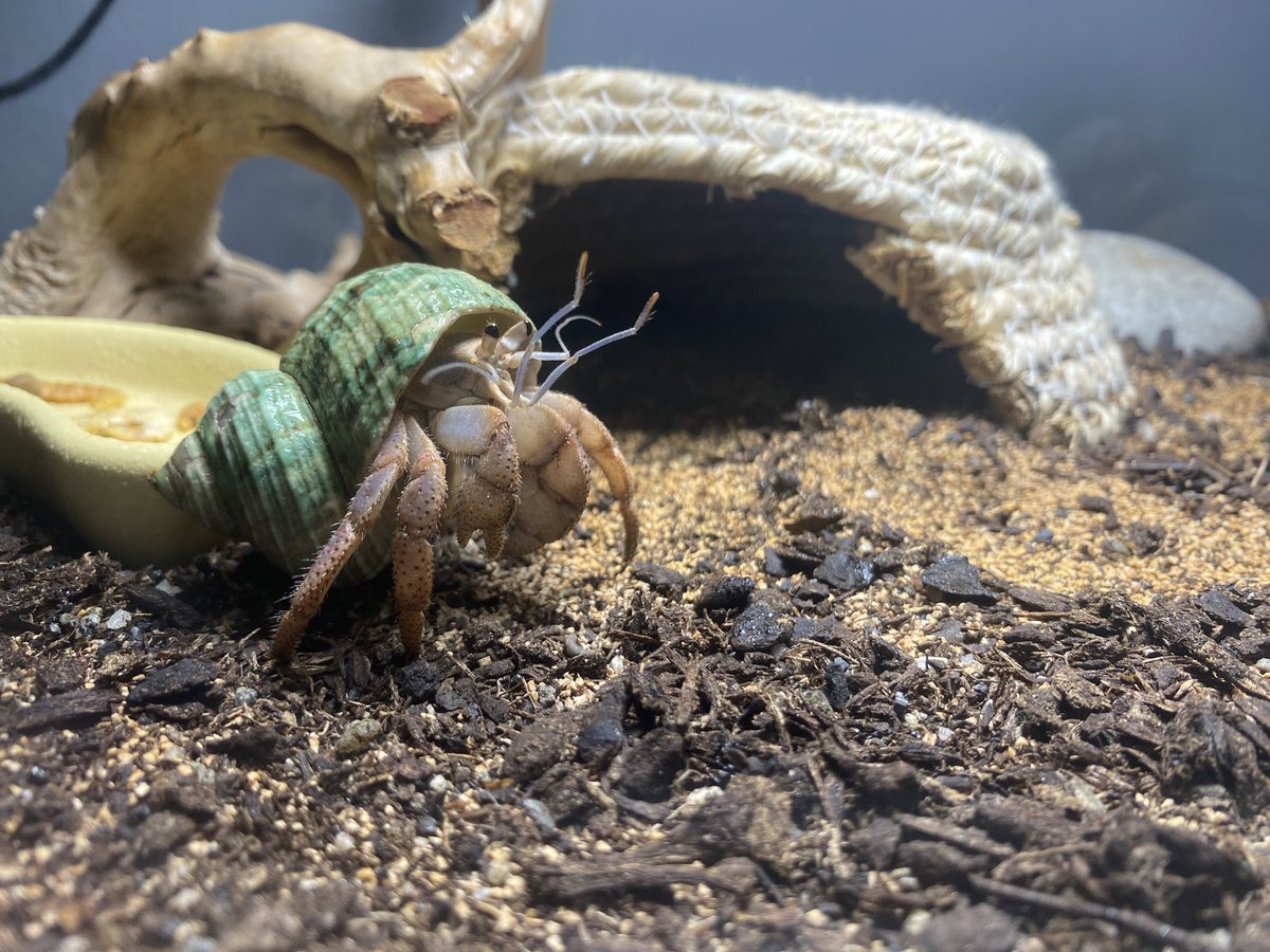 Alpha_Tsuki ( Soup ) tweet media