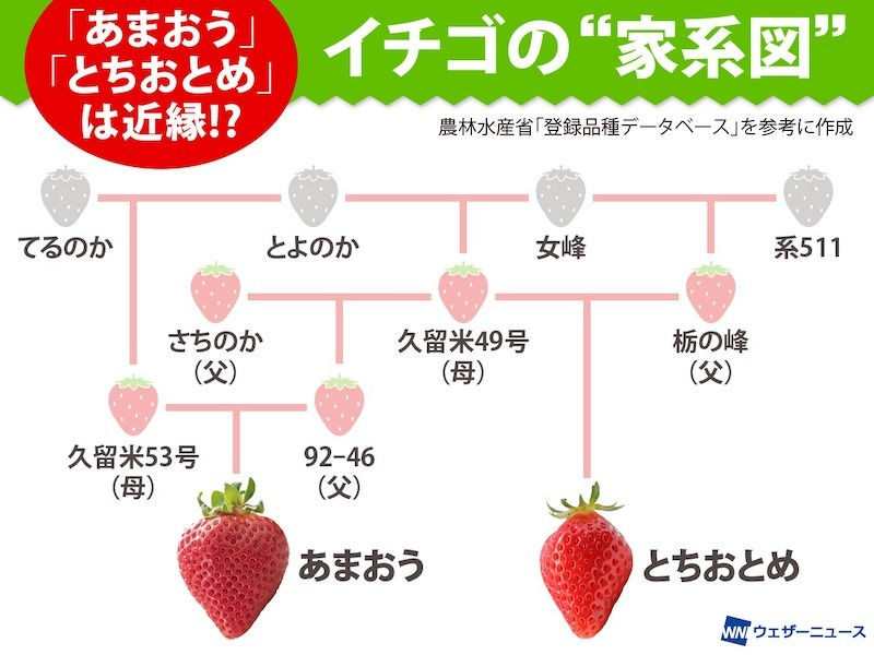 wni_jp's tweet photo. 【🍓イチゴの"家系図"】
いちごが美味しい季節。農林水産省の品種登録データベースによれば、イチゴ属だけで414種類も登録されています。
なかでも人気を二分する西の横綱「あまおう」と東の横綱「とちおとめ」は、実は意外に近い親戚関係にあるんです。
https://t.co/cBCZCJyxnk https://t.co/ztCZzlRmrx