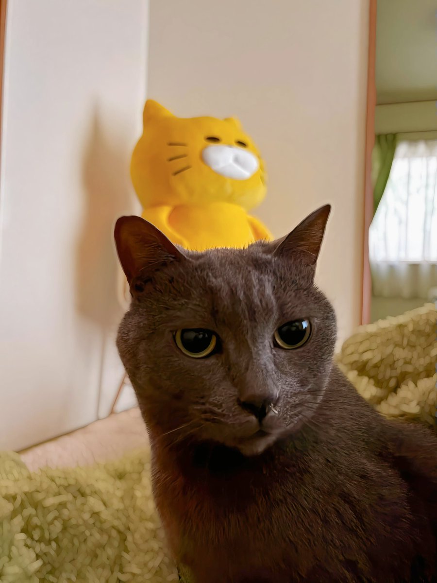usmnmkt's tweet photo. よく見るとはなみずたれとる（かわいい） https://t.co/Dn4BYw7HWK