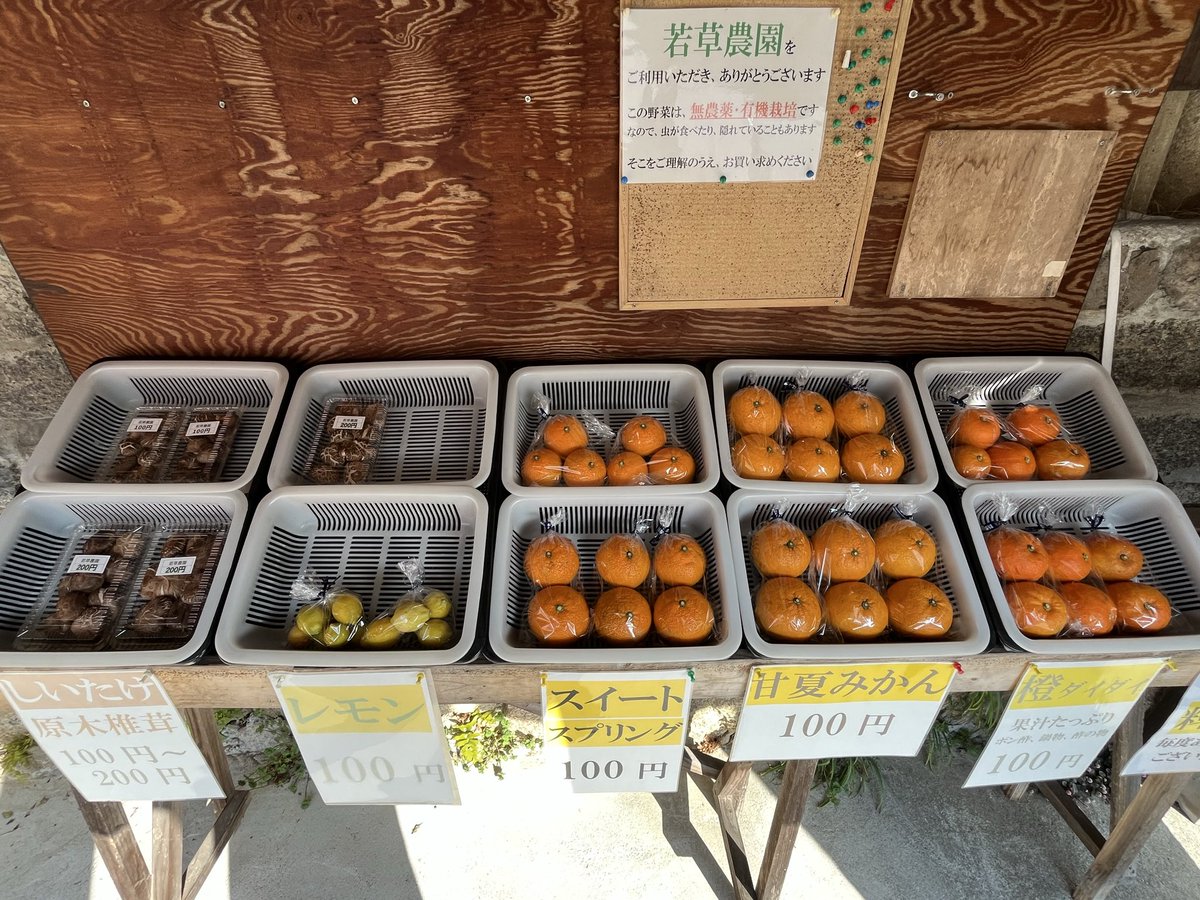 3月15日（日曜日）の産直】 🍊甘夏みかん登場‼️ 《しいたけ》 ⚫︎小