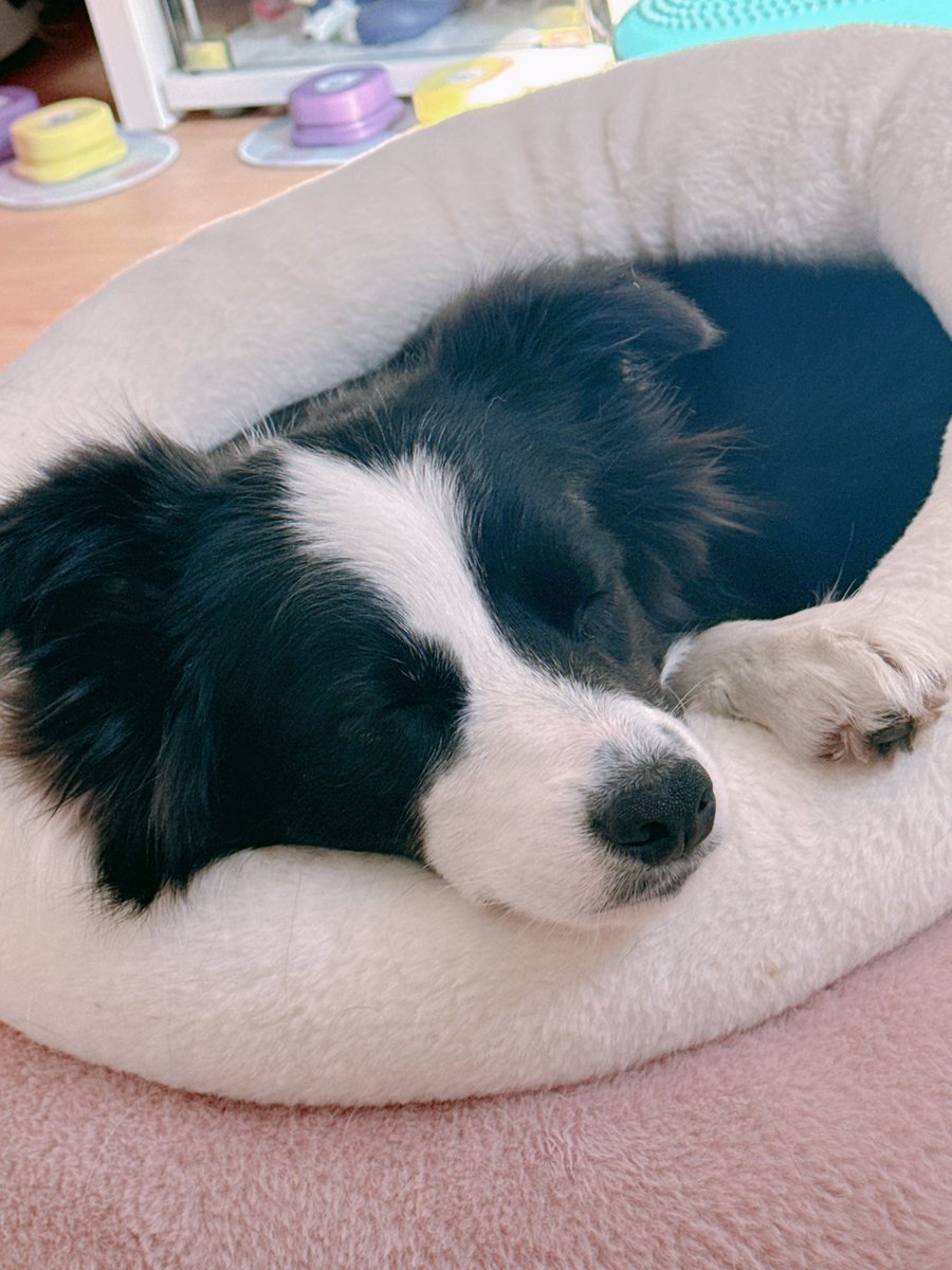 レティ🐼ボーダーコリー tweet media