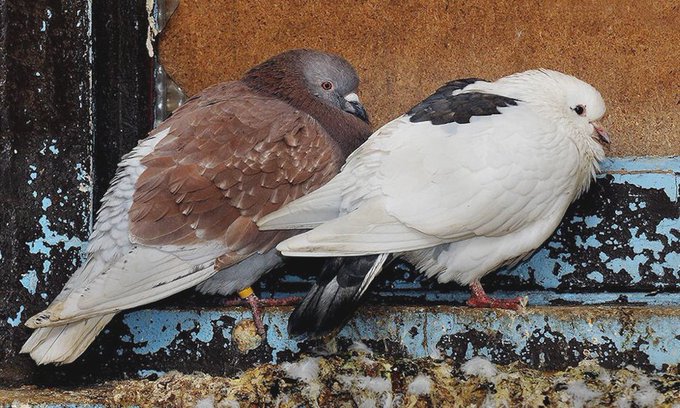 a_london_pigeon's tweet photo. Resting in a quiet alleyway #Scarborough #UK
📷 @dobsonagency #February2016 https://t.co/wMVrcqDdod