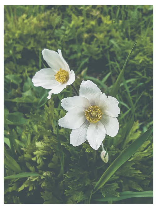 Jack Beatnic tweet media