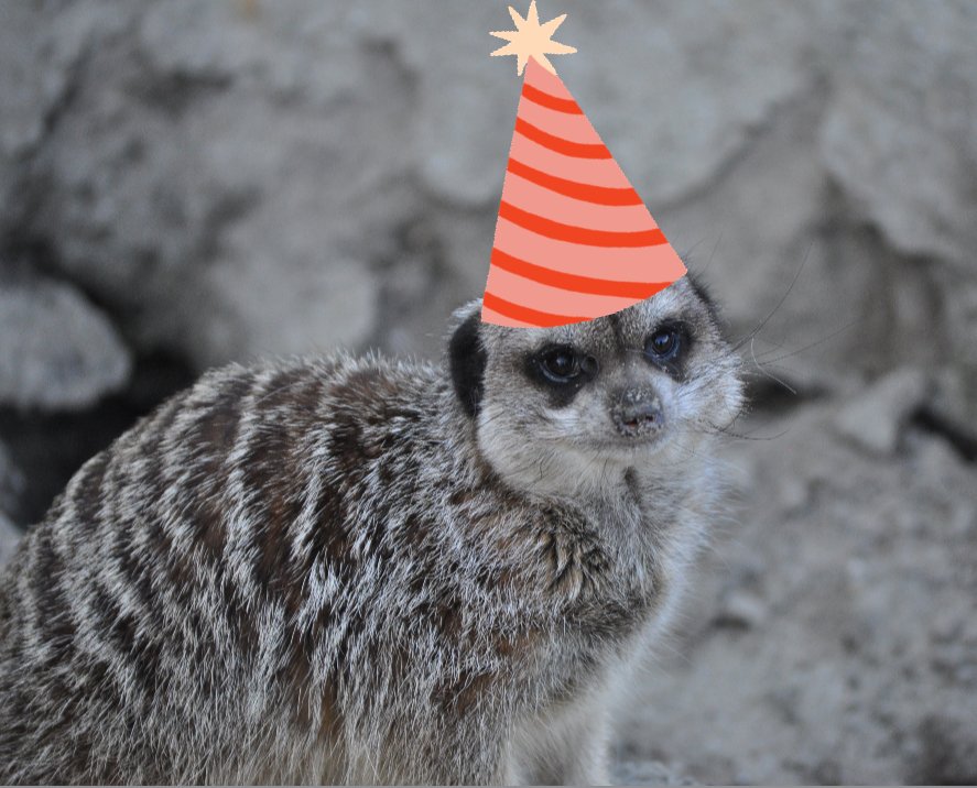 Meerkat daily #506
Its my birthday!