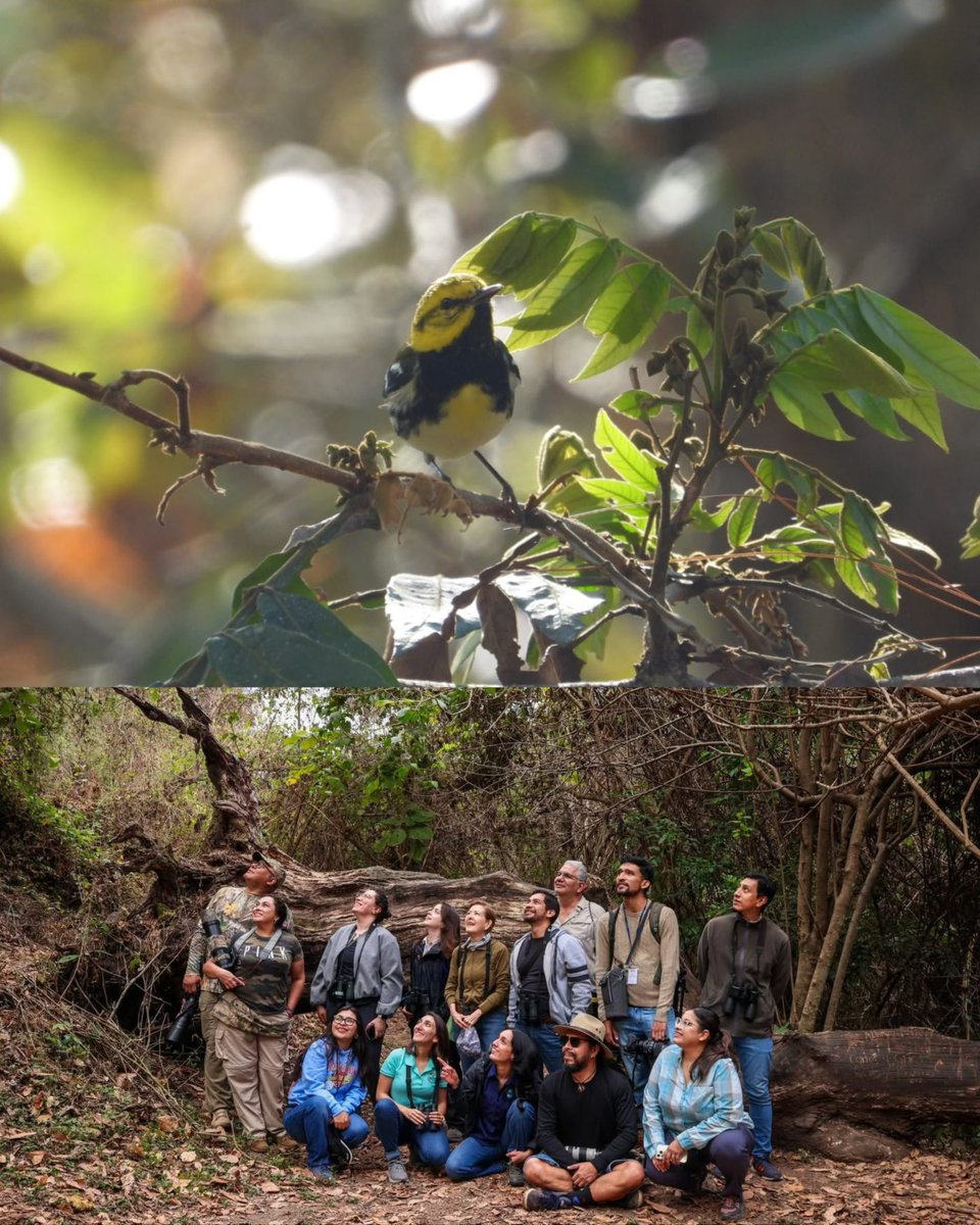 CATA Centroamérica tweet media