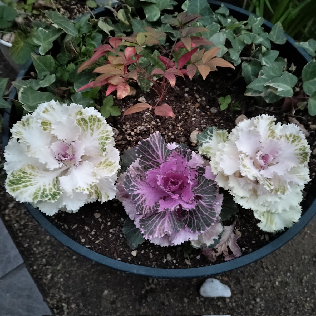 masamasa1's tweet photo. It's sunny in Takaishi. The ornamental cabbage leaves are really beautiful. The snap peas, which hadn't bloomed for a while, are now producing more flowers. The komatsuna flowers are in full bloom. #homegardening #ornamentalcabbage #snappea #komatsuna https://t.co/bUpYYA2McM
