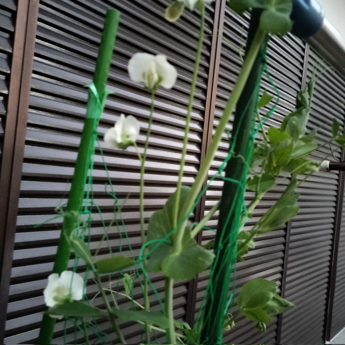 masamasa1's tweet photo. It's sunny in Takaishi. The ornamental cabbage leaves are really beautiful. The snap peas, which hadn't bloomed for a while, are now producing more flowers. The komatsuna flowers are in full bloom. #homegardening #ornamentalcabbage #snappea #komatsuna https://t.co/bUpYYA2McM
