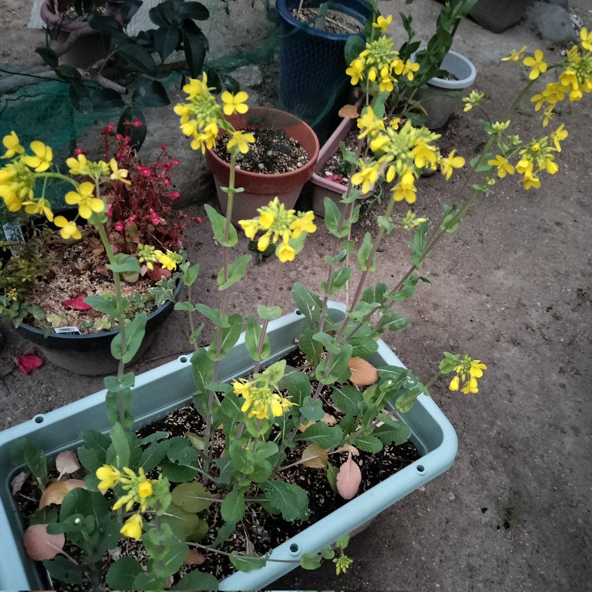 masamasa1's tweet photo. It's sunny in Takaishi. The ornamental cabbage leaves are really beautiful. The snap peas, which hadn't bloomed for a while, are now producing more flowers. The komatsuna flowers are in full bloom. #homegardening #ornamentalcabbage #snappea #komatsuna https://t.co/bUpYYA2McM