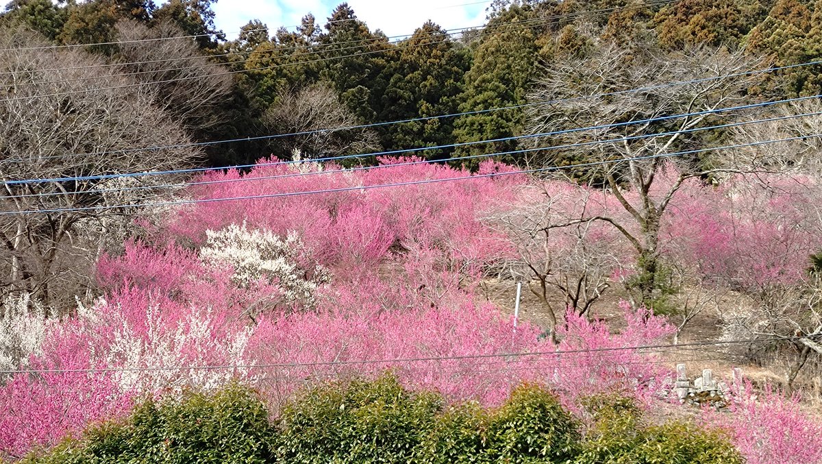 freedwildmonkey's tweet photo. 1年ぶりの【あぶだ福寿草】
桃源郷と��よく言ったものだ

 #桃源郷  #梅林  #下仁田町 https://t.co/fZJP2Qtdsv