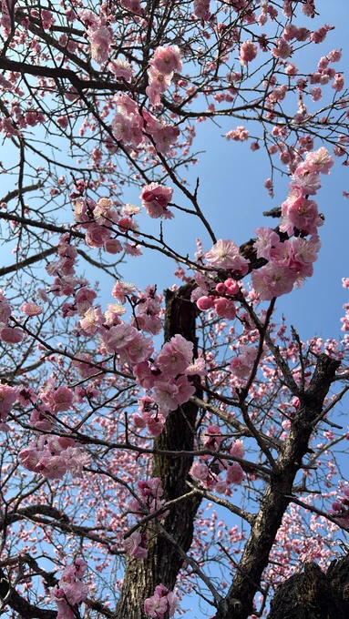 参りに来たら…✿゜❀.(*'▽`*)❀.゜✿