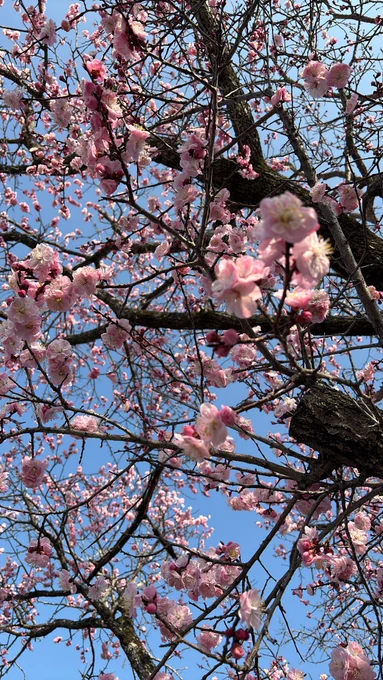 参りに来たら…✿゜❀.(*'▽`*)❀.゜✿