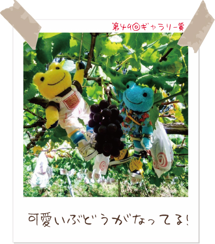 かえるのピクルス/pickles the frog tweet media