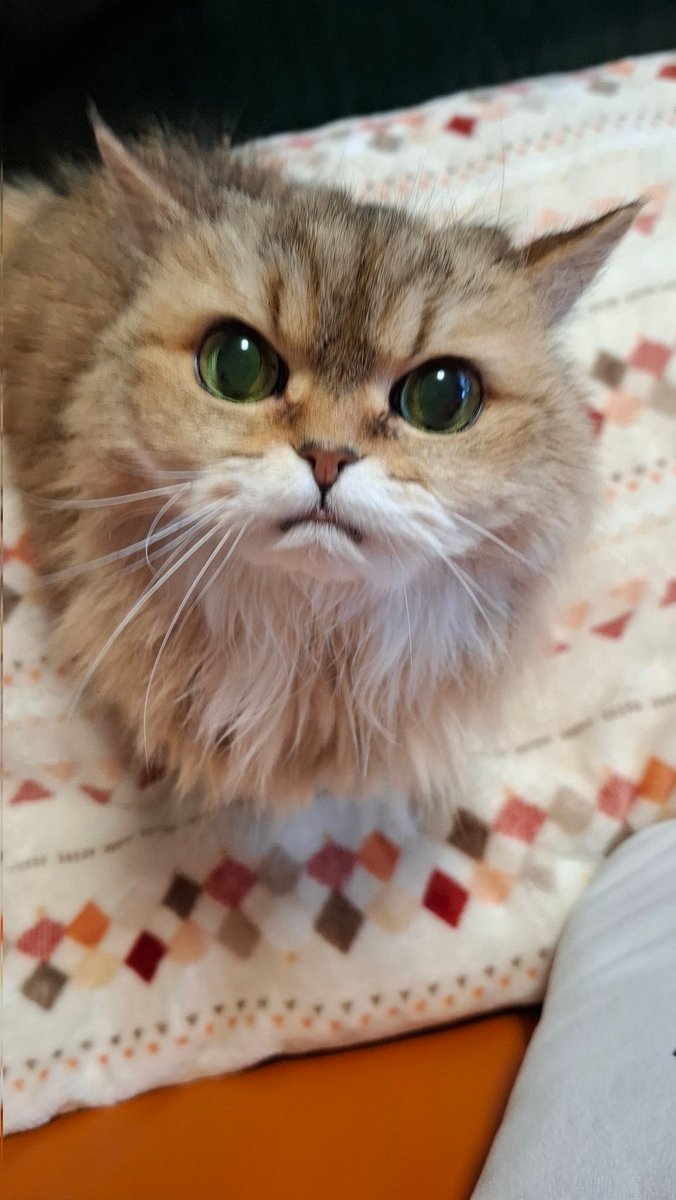 上から
ちょんちょんしないでﾆｬ(*￣ー￣)