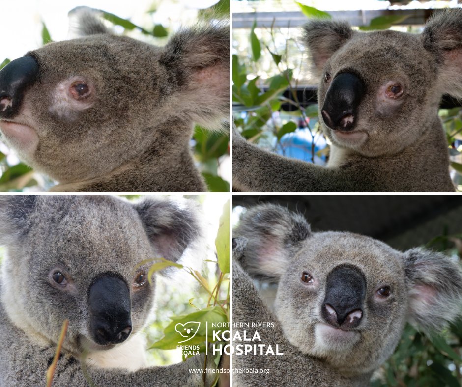 Friendsofthekoala tweet media