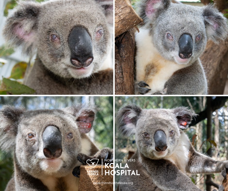 Friendsofthekoala tweet media