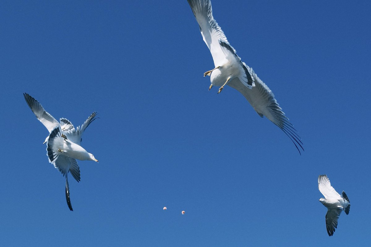 C21_Odyssey's tweet image. 灵活又贪吃的海鸥，每个都胖乎乎的。
#Seagull 
-
