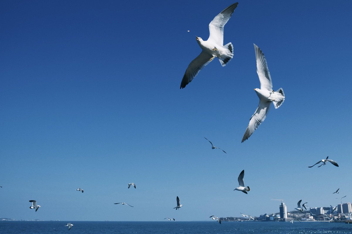 C21_Odyssey's tweet image. 灵活又贪吃的海鸥，每个都胖乎乎的。
#Seagull 
-