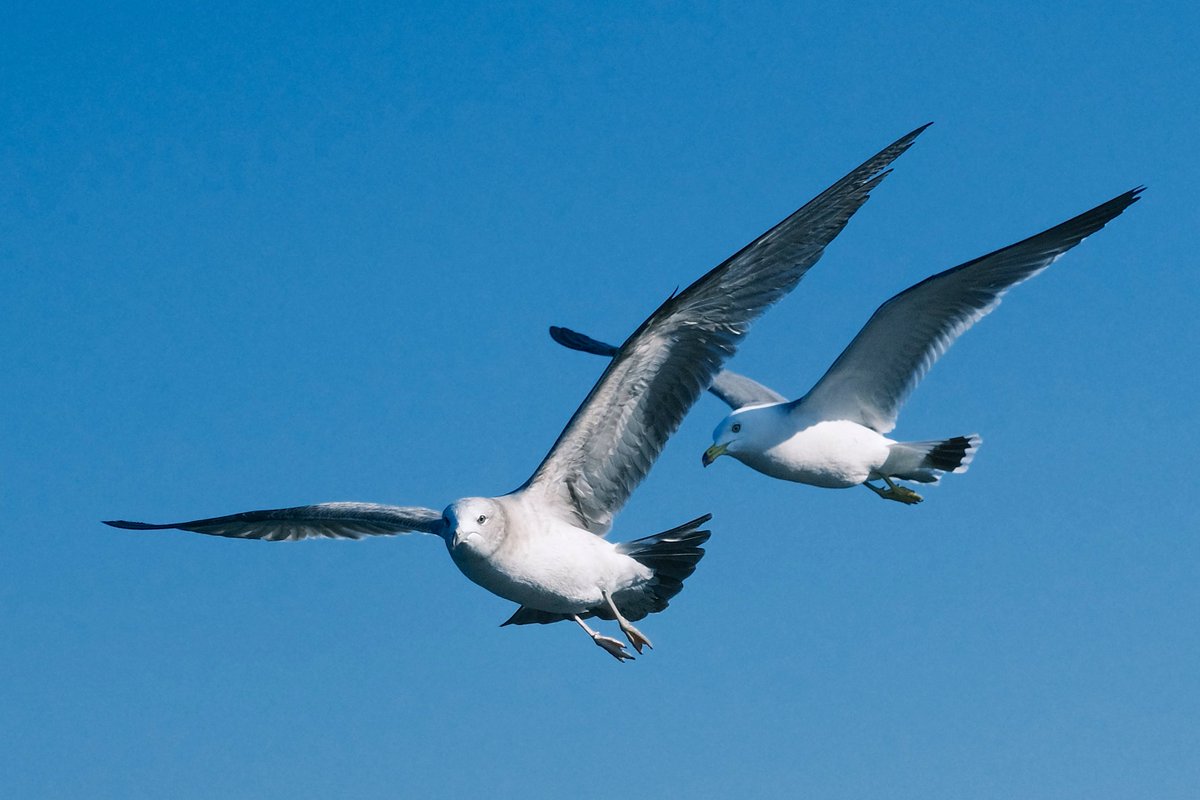 C21_Odyssey's tweet image. 灵活又贪吃的海鸥，每个都胖乎乎的。
#Seagull 
-