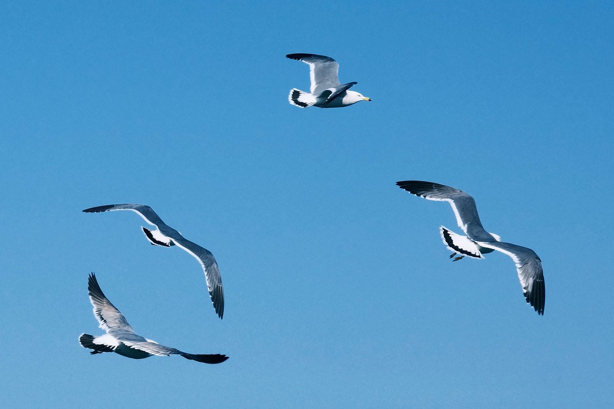 C21_Odyssey's tweet image. 灵活又贪吃的海鸥，每个都胖乎乎的。
#Seagull 
-