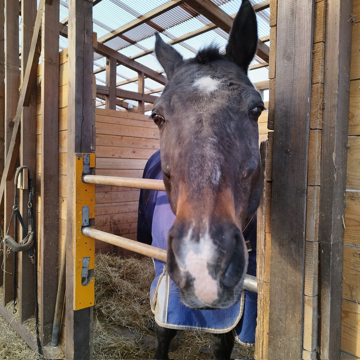 ジオファーム八幡平に新しい仲間が増えました！！

　数々の馬術競技大会で大活躍した
ニック・オブ・タイム

那須トレーニングファームから
バケーションで一時的にお預かりしています

そしてもう1頭も！！