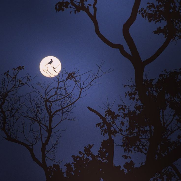 Maddie Spector🌙 semi IA tweet media