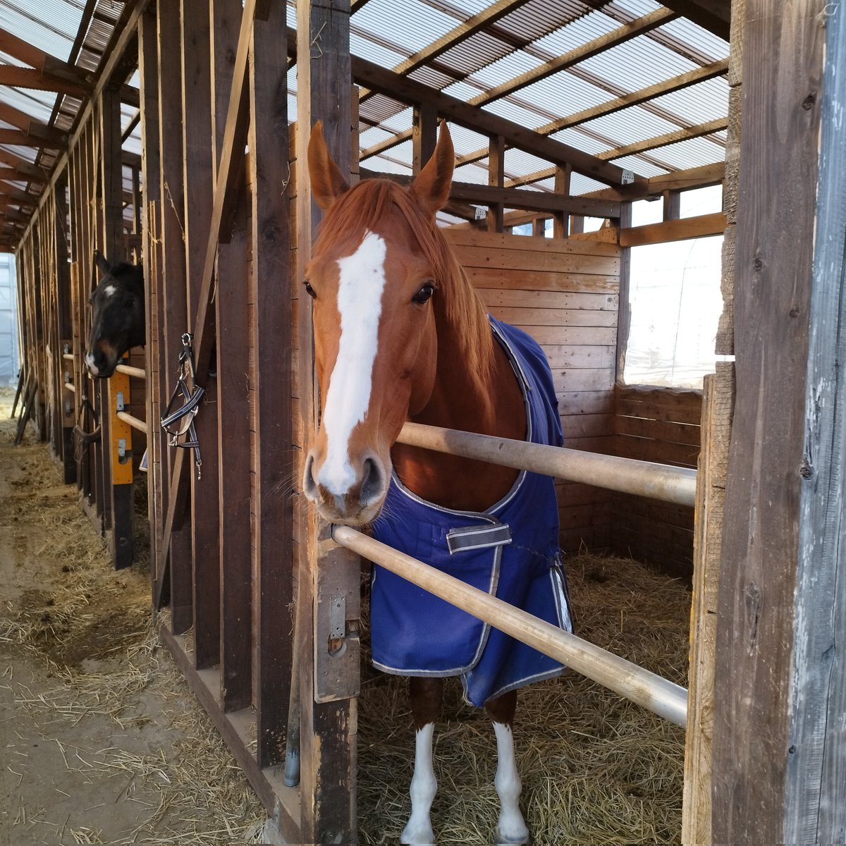 ジオファーム八幡平に新しい仲間が増えました！！

ハッピーパンニャ

競走馬を引退し、ウマッシュルーム広報部の新入社員です😁

ジオファームの新メンバーとして、まずはこれからリトレーニングを始めます！

#ジオファーム八幡平
#引退競走馬
#八幡平