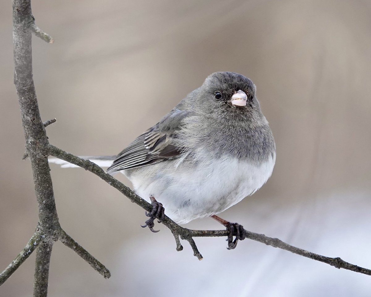 gigpalileo tweet media