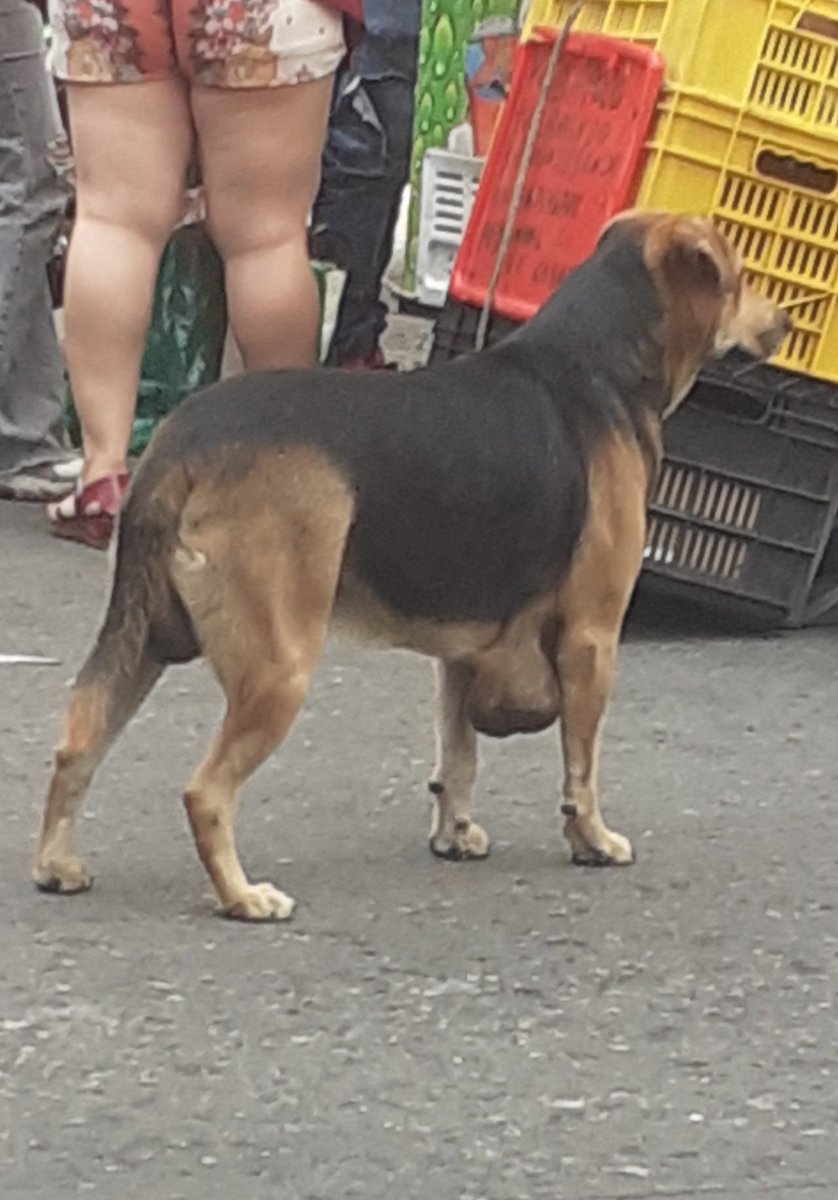 PerroUsuario Wof '•' tweet media