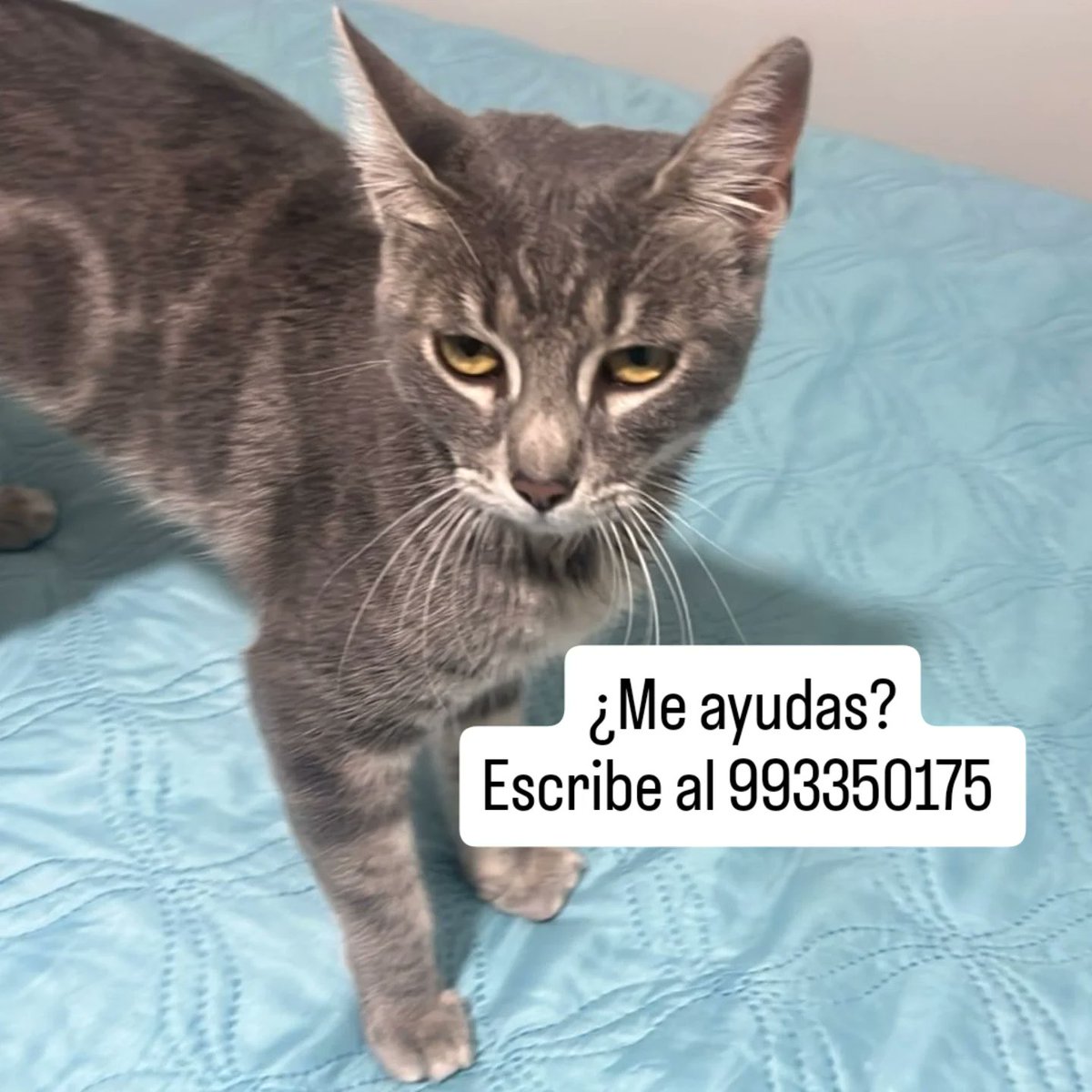 Gatánica tweet media