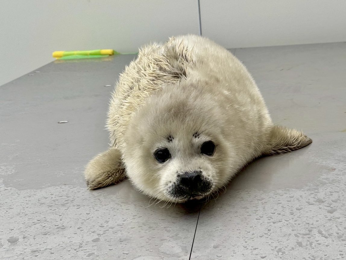 3/6に産まれたゴマフアザラシ「とまと」の赤ちゃん
先日、性別が確認できました✨

雌(メス)、女の子です🦭

#アザラシの赤ちゃん