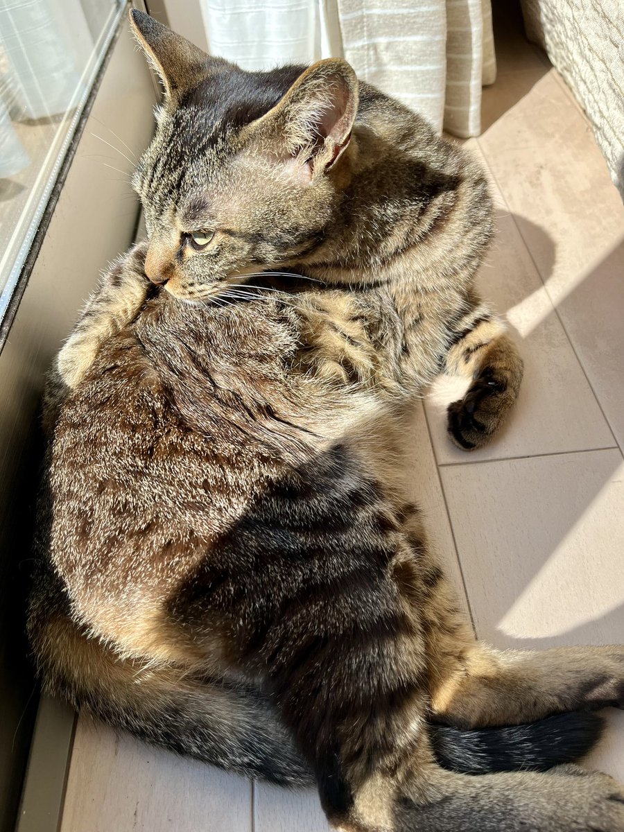 窓の正しい使い方教えるにゃ
まず肉球あっためて、それからおちりをあっためるにゃん！
みんなやってみるにゃん😽
#保護猫
#ねこかわいいね