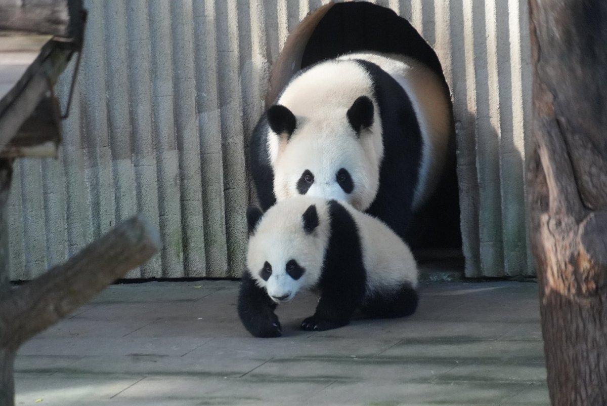 _maimai_panda_'s tweet photo. 良月🐼🌕&小月亮🐼🌙
飛び出て来る親子💨💨
📷Mar.10,2026
#良月 #LiangYue
#小月亮
#重慶動物園 #重庆动物园 https://t.co/OPXEHvHPt8