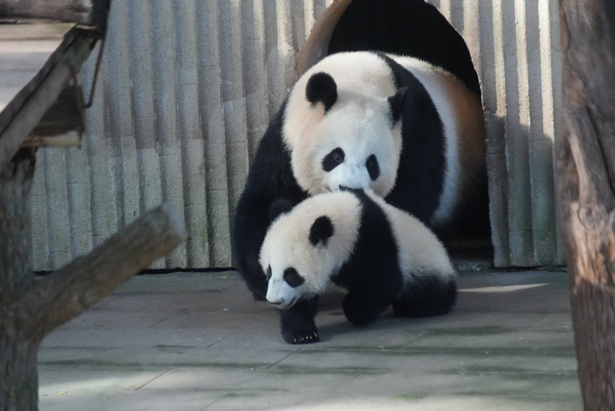 _maimai_panda_'s tweet photo. 良月🐼🌕&小月亮🐼🌙
飛び出て来る親子💨💨
📷Mar.10,2026
#良月 #LiangYue
#小月亮
#重慶動物園 #重庆动物园 https://t.co/OPXEHvHPt8