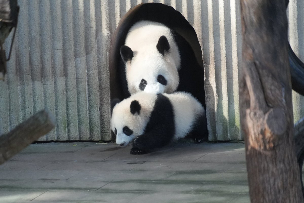 _maimai_panda_'s tweet photo. 良月🐼🌕&小月亮🐼🌙
飛び出て来る親子💨💨
📷Mar.10,2026
#良月 #LiangYue
#小月亮
#重慶動物園 #重庆动物园 https://t.co/OPXEHvHPt8