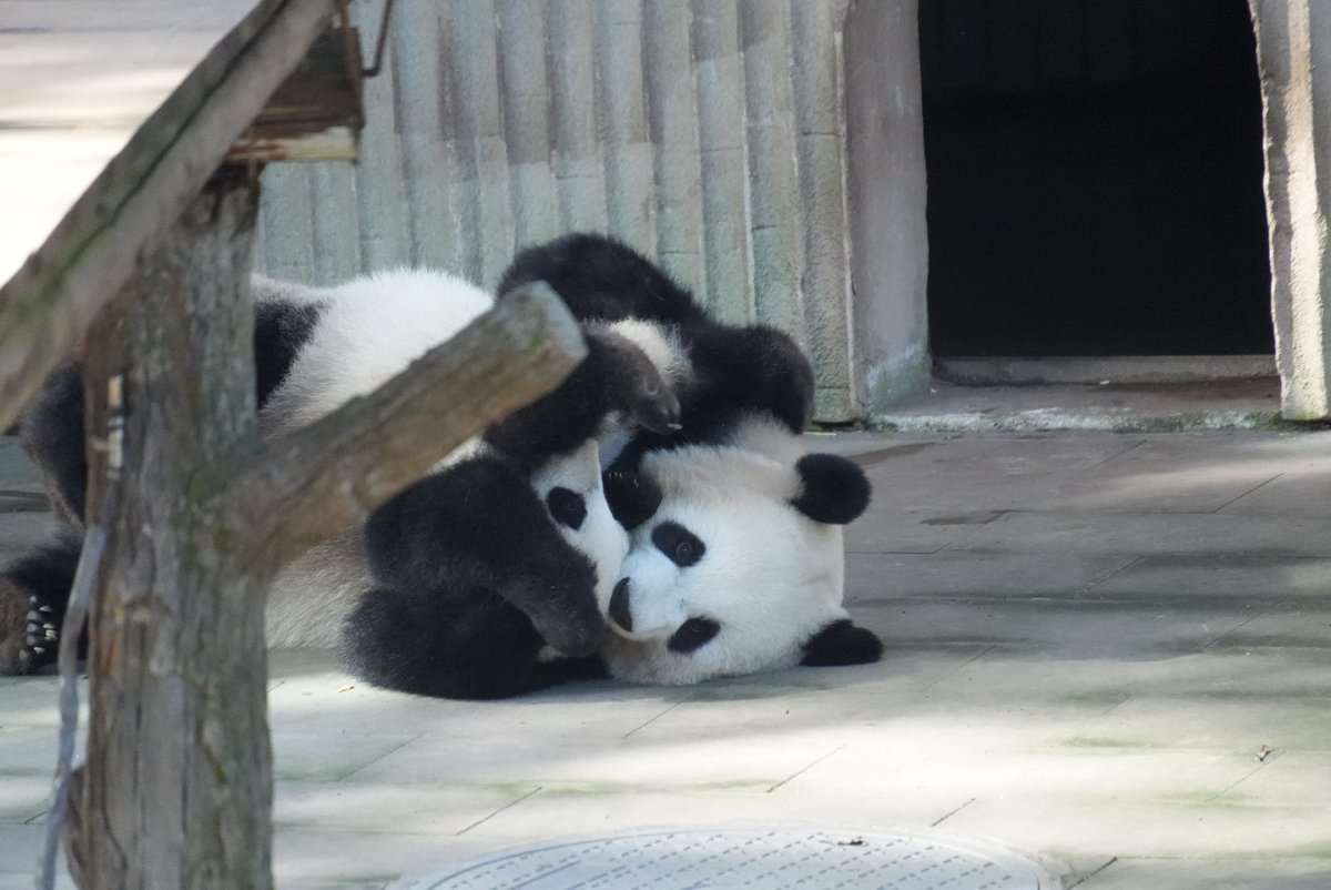 _maimai_panda_'s tweet photo. 良月🐼🌕&小月亮🐼🌙
わちゃわちゃかわいい❤️
📷Mar.10,2026
#良月 #LiangYue
#小月亮
#重慶動物園 #重庆动物园 https://t.co/QB2cA2OcxS