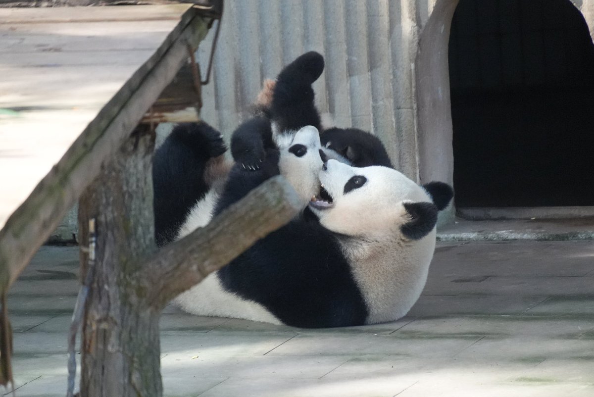 _maimai_panda_'s tweet photo. 良月🐼🌕&小月亮🐼🌙
わちゃわちゃかわいい❤️
📷Mar.10,2026
#良月 #LiangYue
#小月亮
#重慶動物園 #重庆动物园 https://t.co/QB2cA2OcxS