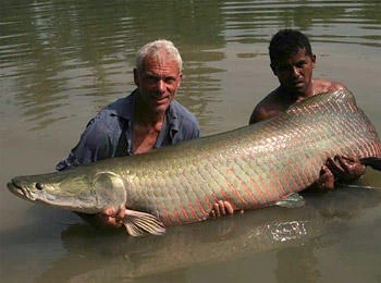 desynicole93's tweet photo. WHAT ARE THOSEEE?

Dan, do you mean Arapaima? (uh-rah-PYE-muh)

The fish that trashed and smacked Jeremy Wade in the chest and gave him a heart problem? 
#OPLive #RiverMonster #FirstShift https://t.co/mcWK4e8HEV