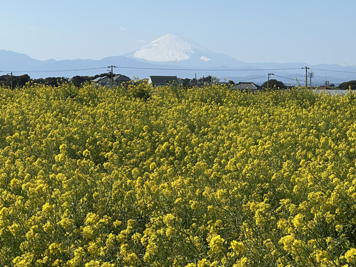 はっしぃ♪ tweet media