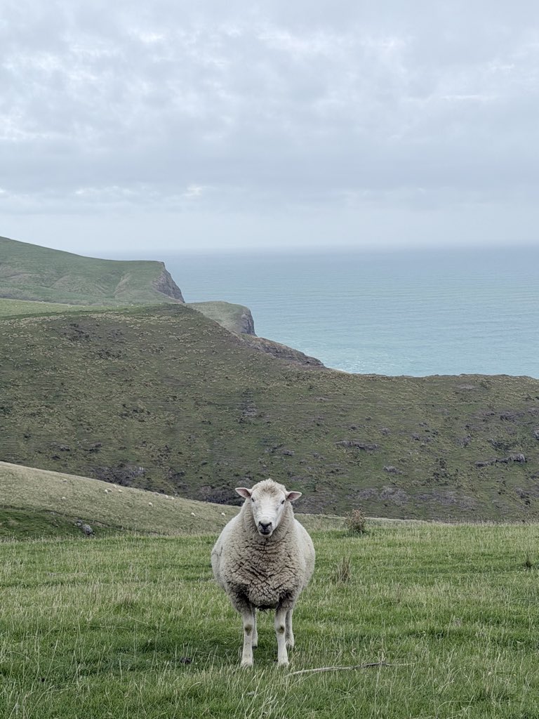 Mitchy@🇳🇿ニュージーランドの旅クリエイター tweet media