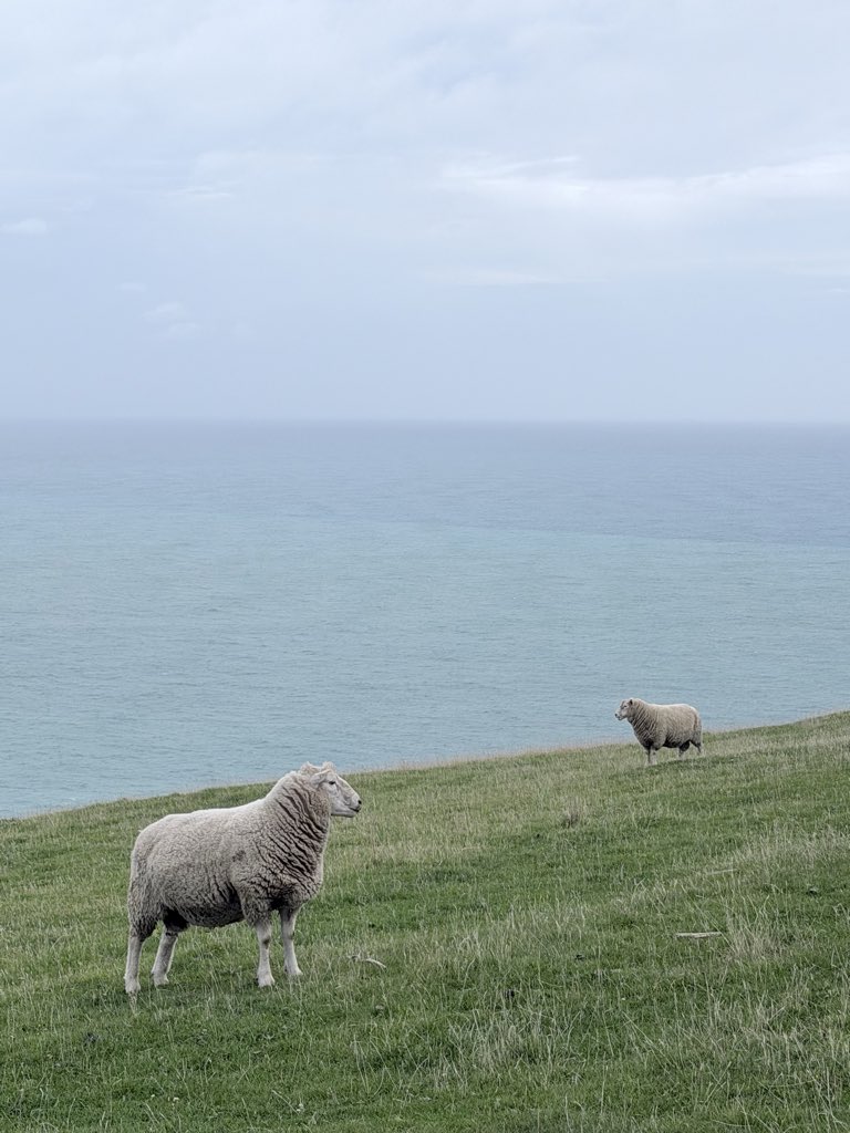 Mitchy@🇳🇿ニュージーランドの旅クリエイター tweet media